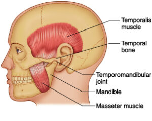 TMJ Graphic outlining muscular structures
